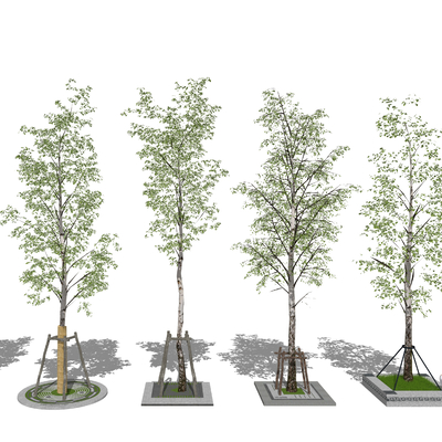 Modern poplar landscape tree