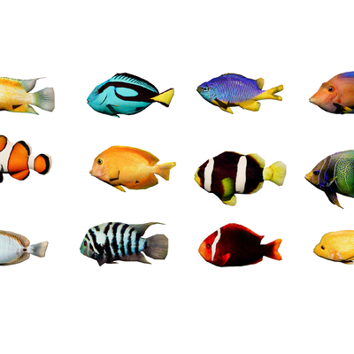 Modern Sea Fish Ornamental Fish