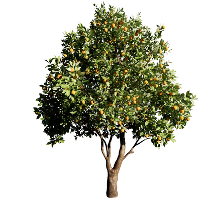 Modern Fruit Tree Landscape Tree