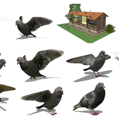 Modern animal pigeons