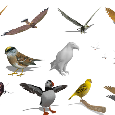 Modern Animals Birds