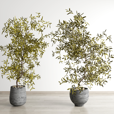Pot of Wabi-sabi Style Green Plant