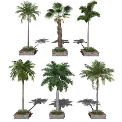 Modern Palm Tree Landscape Tree