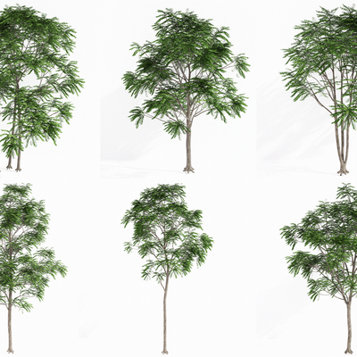 Modern Luan Tree Landscape Tree