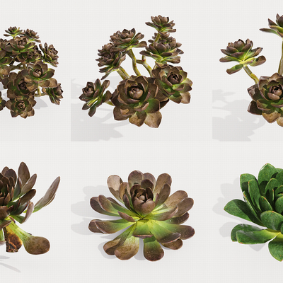 Modern succulents