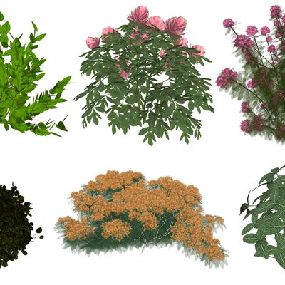 Modern Green Plant Shrubs