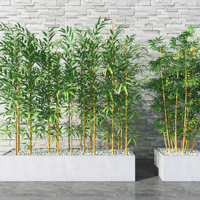 Modern bamboo potted plant