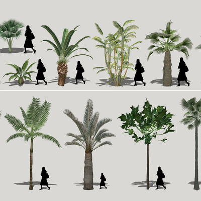 Modern Palm Plants