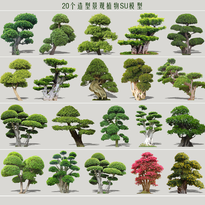 New Chinese Gardening Landscape Tree