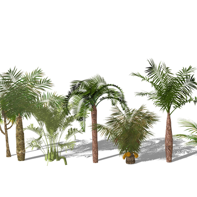 Modern tropical palm tree