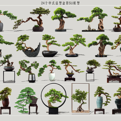 Neo-Chinese Style Bonsai with Lohan Pine