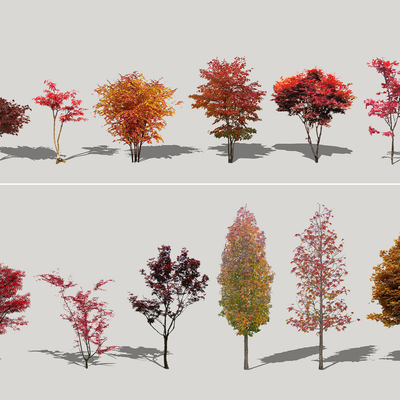 Modern red maple landscape tree