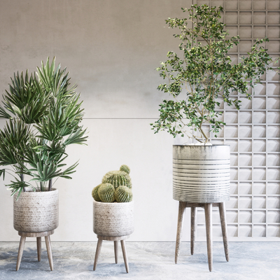 Pot of Wabi-sabi Style Plant