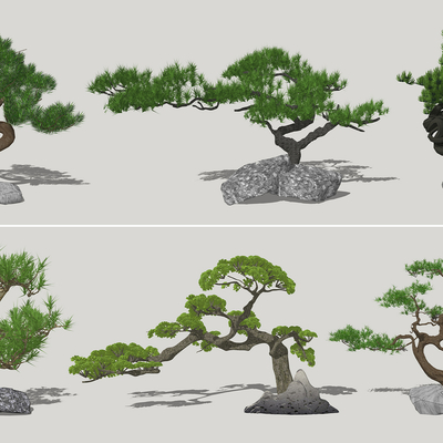 New Chinese Zen Pine