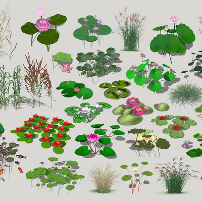 modern wetland aquatic plants