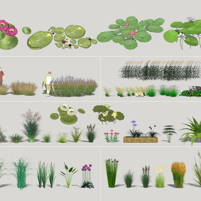 modern aquatic plants