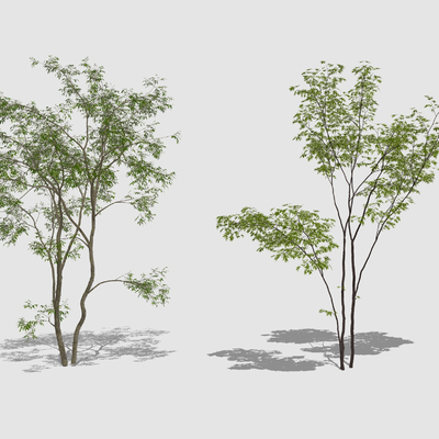 Modern Landscape Trees