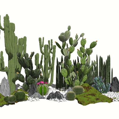 Modern Cactus