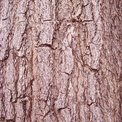 bark