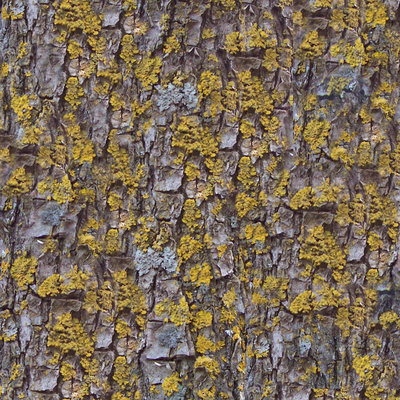 bark