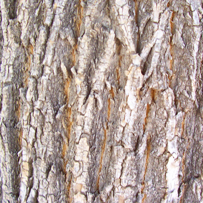 bark