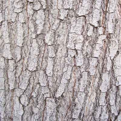 bark