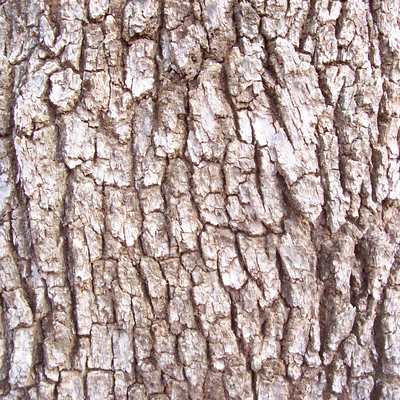 bark