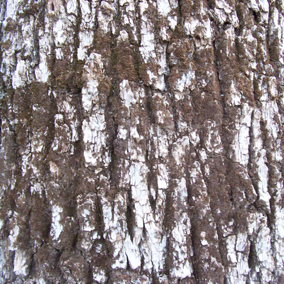 bark