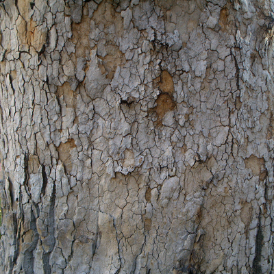 bark