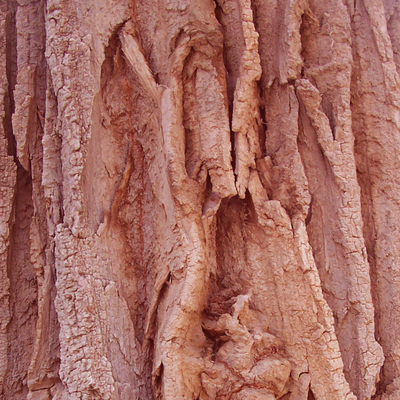 bark