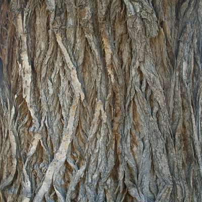 bark