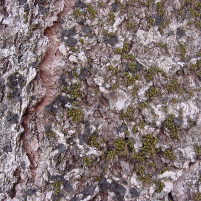 bark