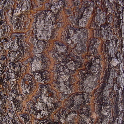 bark