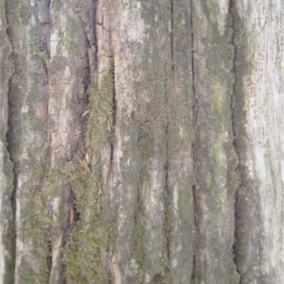 bark