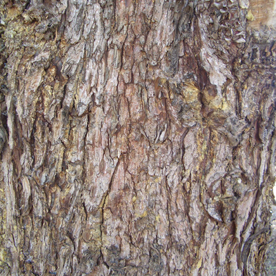 bark