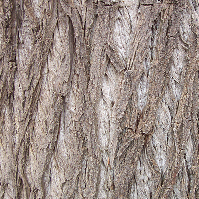 bark