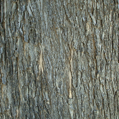 bark