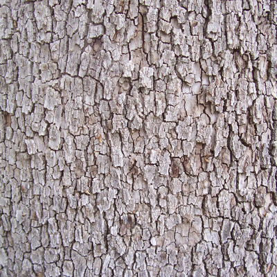 bark