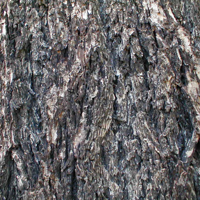 bark