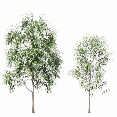 Modern Willow Landscape Tree