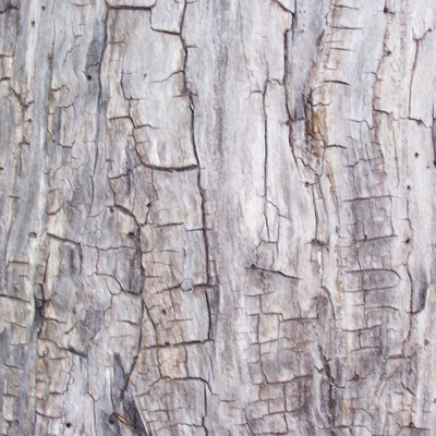 bark