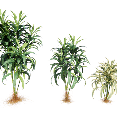 Modern shrubs