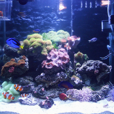 Fish tank