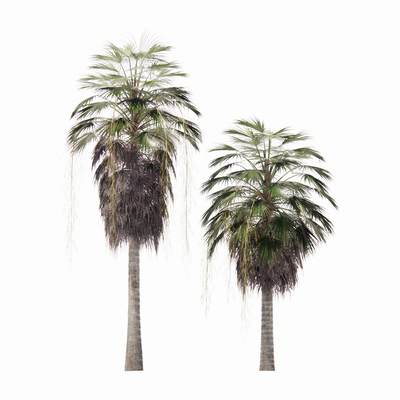 Modern Palm Tree