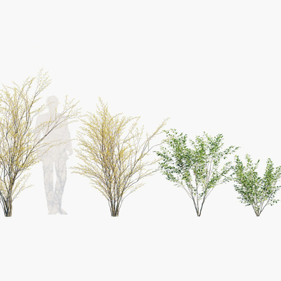 Modern shrubs