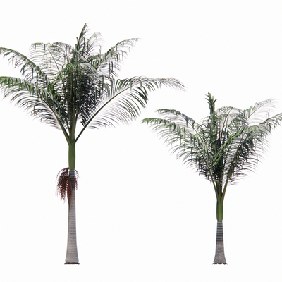 Modern Palm Tree