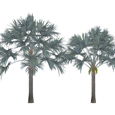 Modern Palm Tree