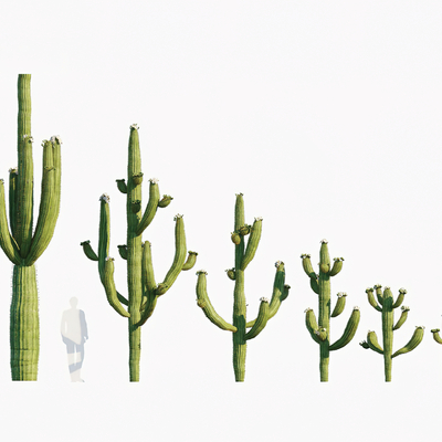 Modern Cactus Plant