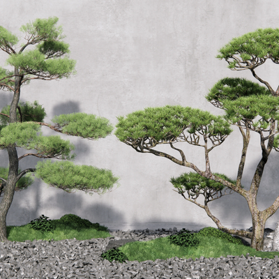 Chinese style welcome pine landscape tree