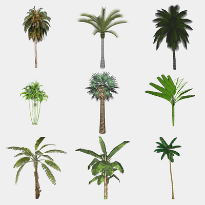 modern palm plants